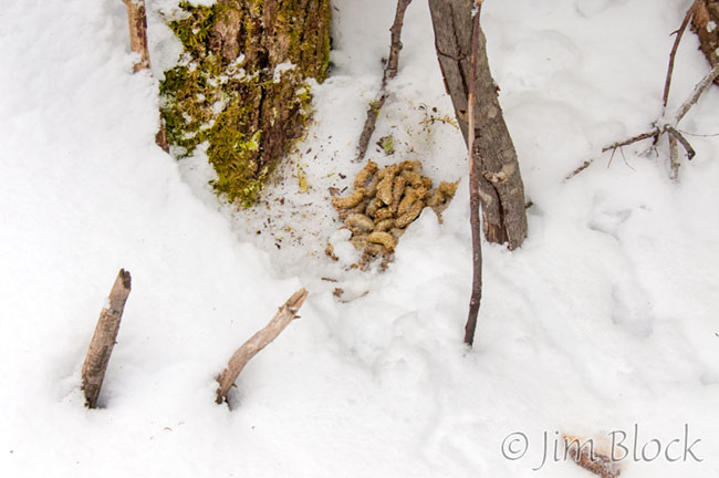 Ruffed Grouse night roost