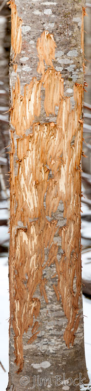 Moose Browsed Tree