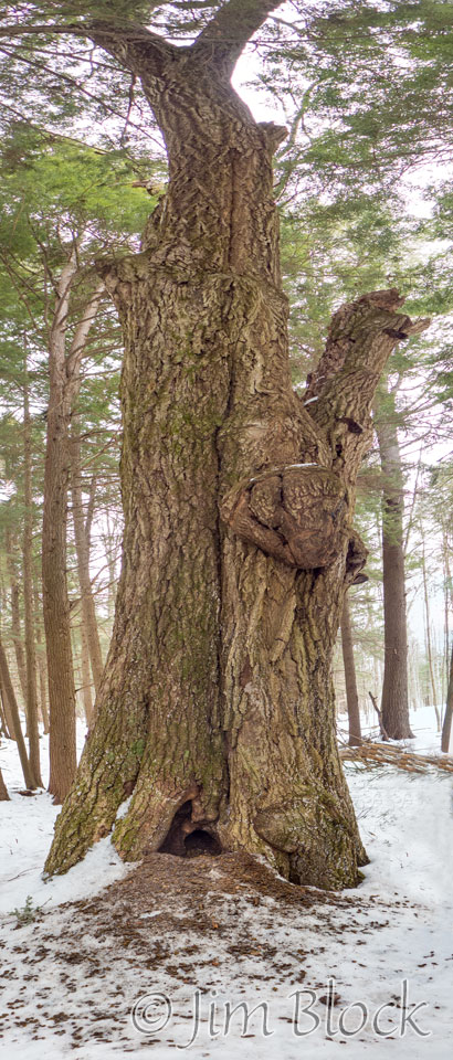 DQ079--Porcupine-Den-at tree base