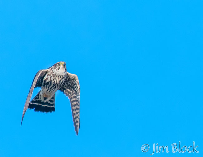 Merlin flying in Hanover