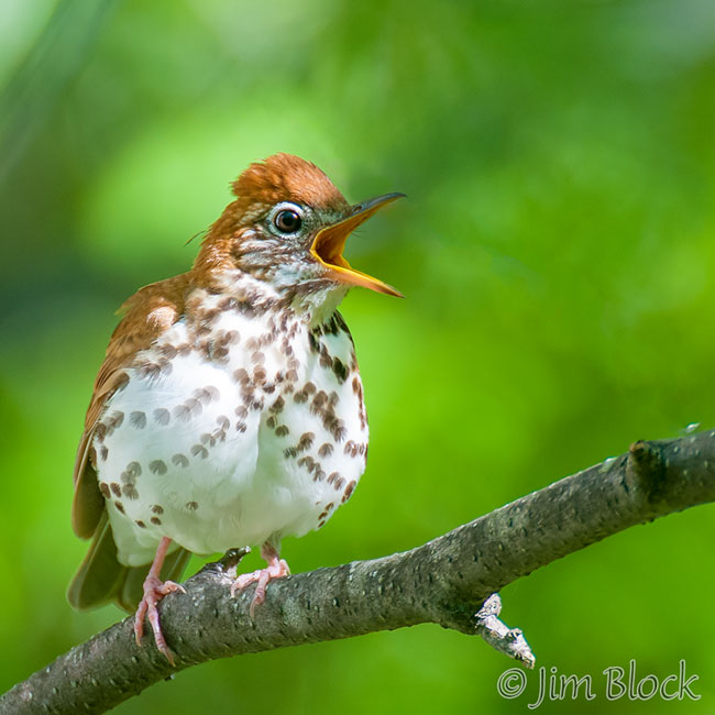 Wood Thrush in Lebanon