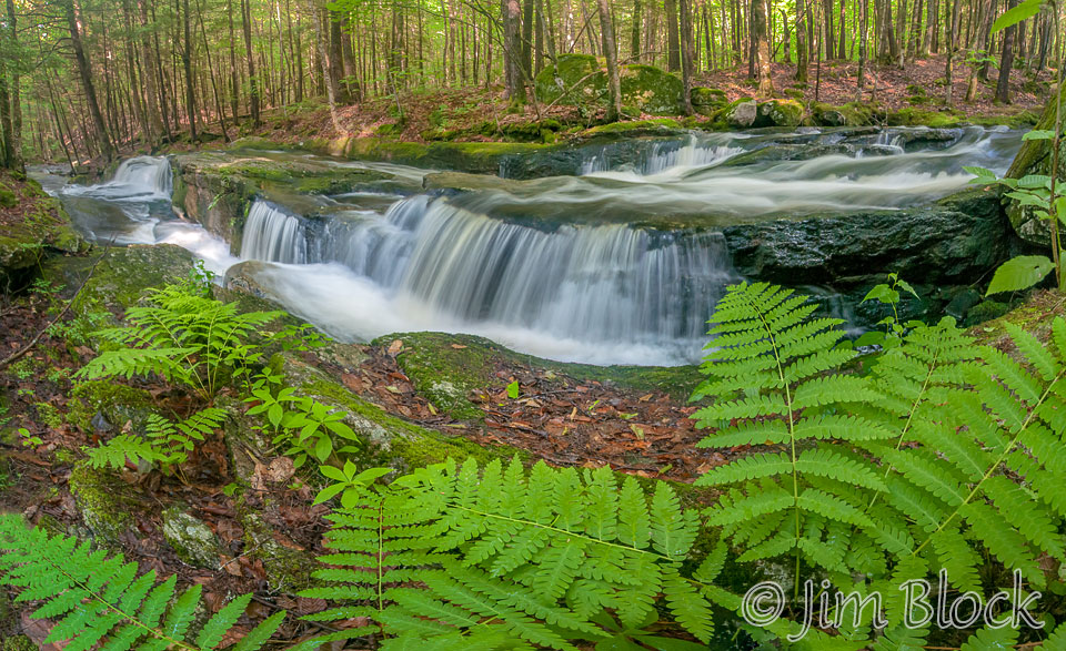 DQ972 Ferns along Lower Cascades Pan (9)