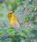 DR097F--Pine-Warbler