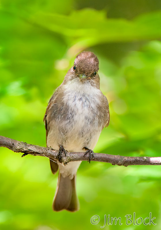 DR101M--Eastern-Phoebe-Watching-Nest