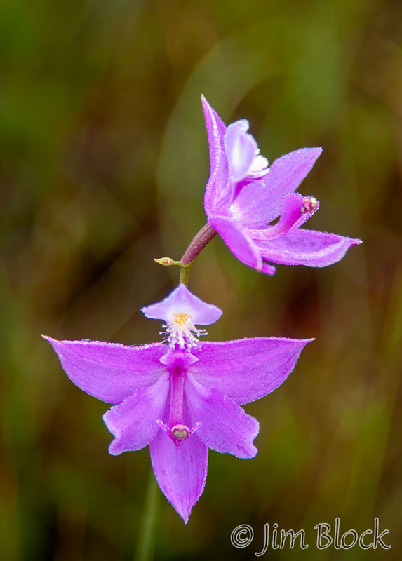 DR521J,K-Grass-pink