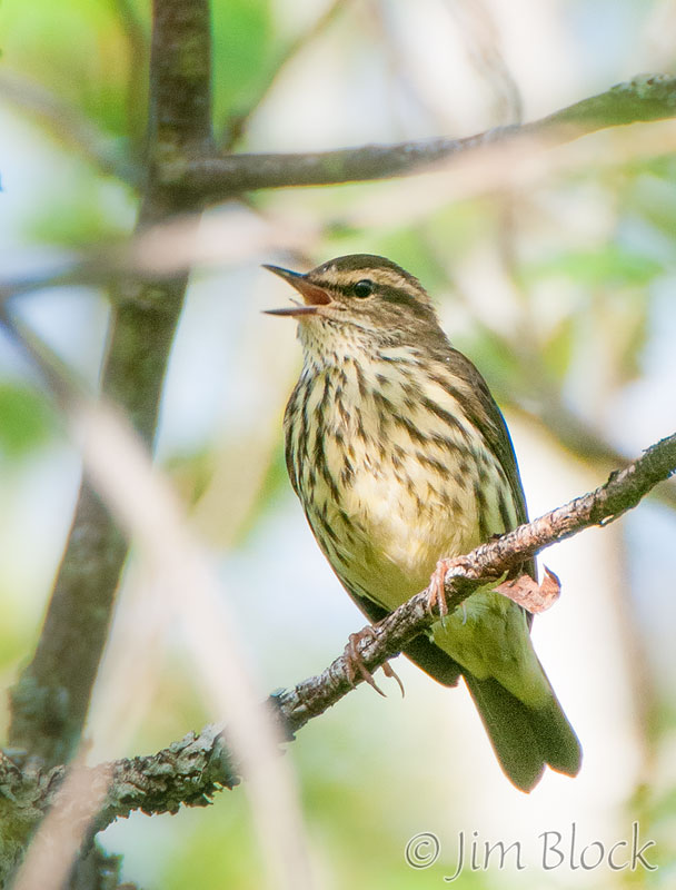DR532D--Northern-Waterthrush