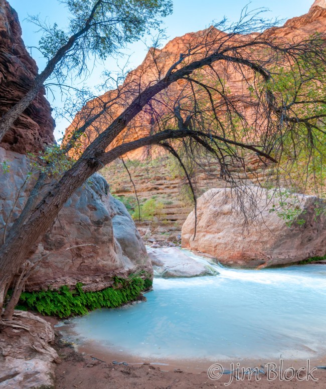 DU028-Tree-along-Havasu-Creek--Pan-(4)