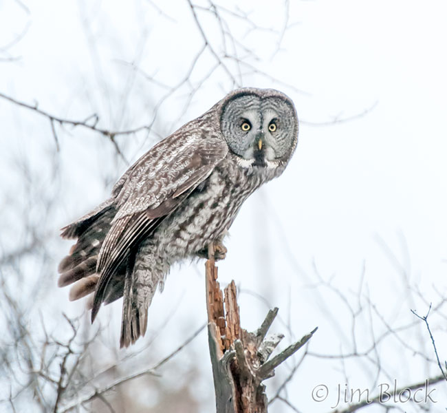 Great Gray Owl