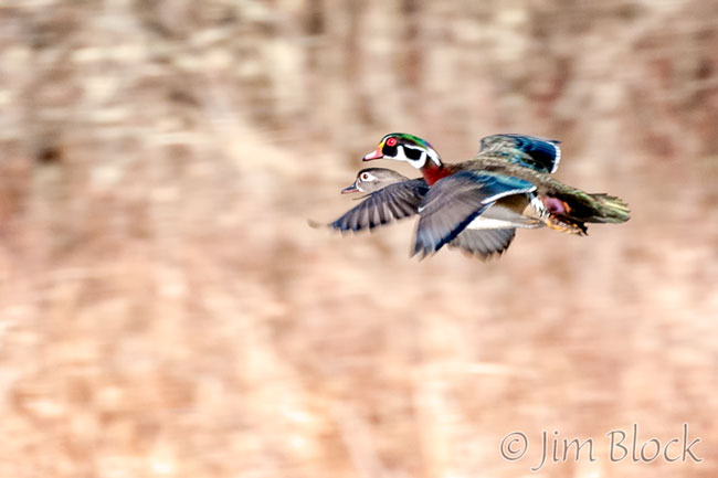 DV725C-Wood-Ducks-Flying