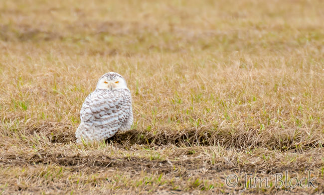 DV978E--Snowy-Owl
