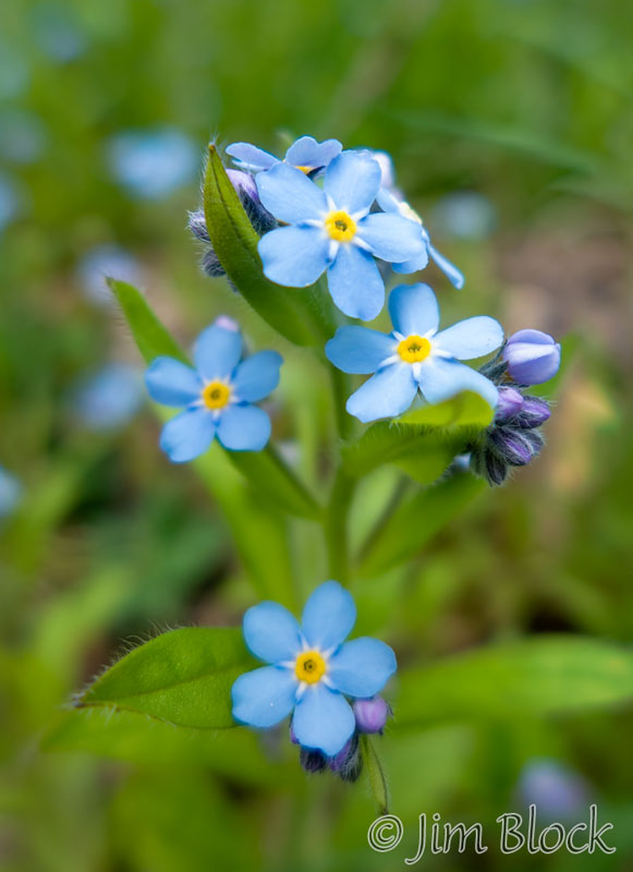 DW137--Bluets-Along-Mink-Brook--(2)