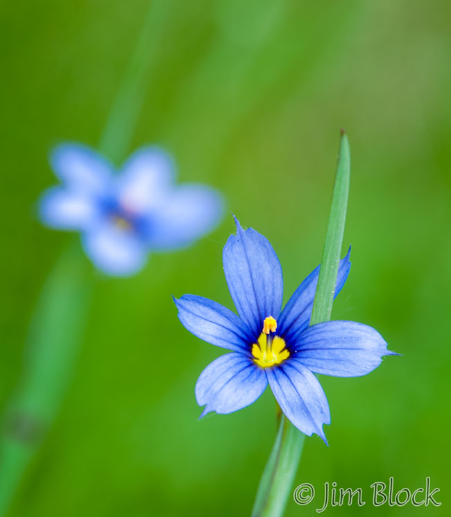 DW429E-Blue-eyed-Grass