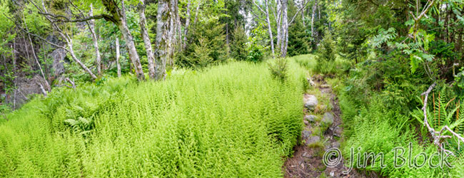 DW609--Ferns-and-Birch-along-the-LincolnTrail---Pan-(10)
