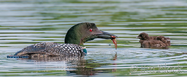 DW752-Feeding-Loon-Chicks-14-1