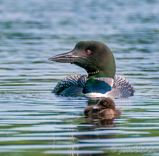 DW754--Loon-with-Chick-14-1