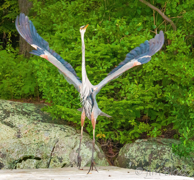 Dancing Great Blue Heron