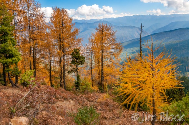 BHU-1287-Larch-below-Kila-Nunnery