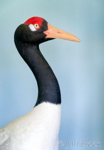 Black-necked-Crane-model