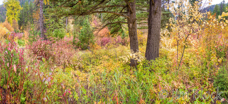 DX953--Foliage-in-Hyalite-Canyon---Pan-(7)