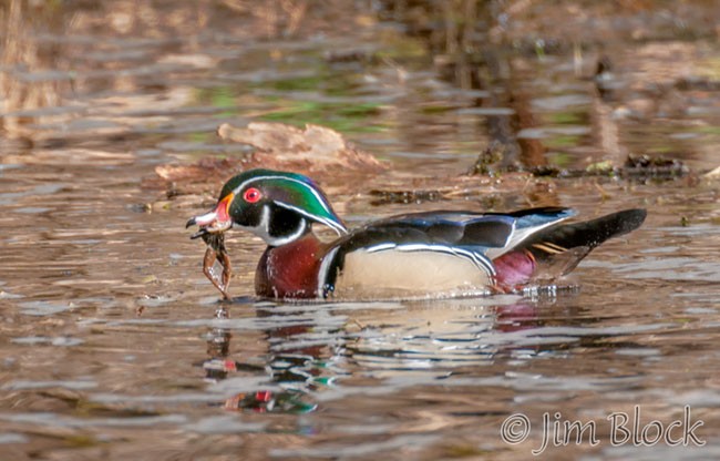 EC834M--Wood-Duck-with-Frog