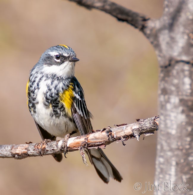 ED006R-Yellow-rumped-Warbler