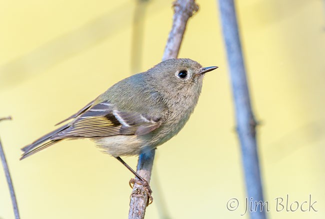 ED008O-Ruby-crowned-Kinglet