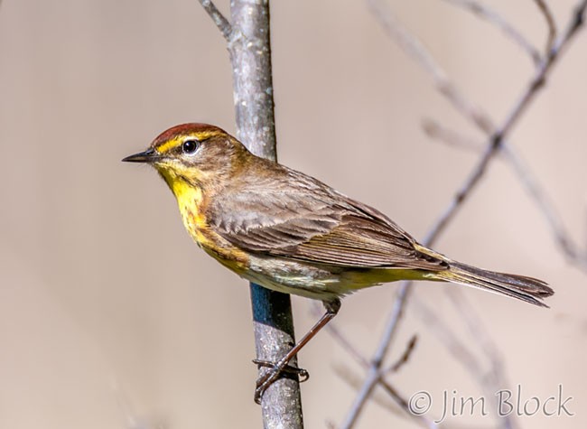 ED014E--Palm-Warbler