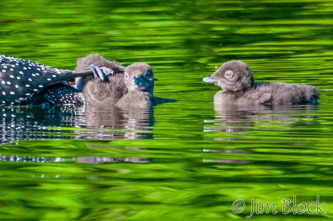 ED922H-crop-hanging-on