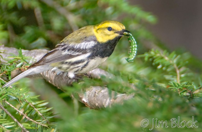 CA966-Black-throated-Green-Warbler-on-Great-Island