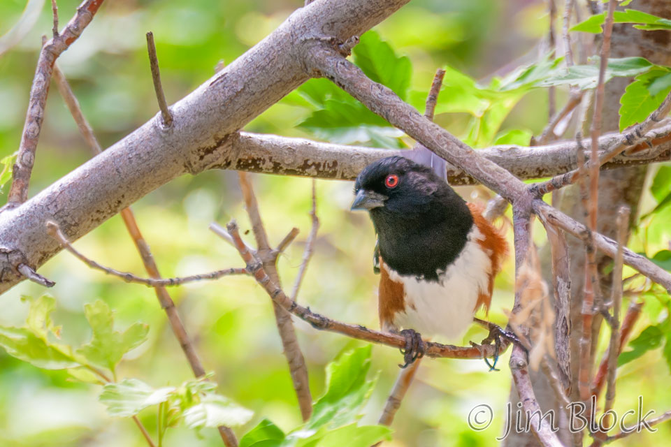 ED413M-Spotted-Towhee