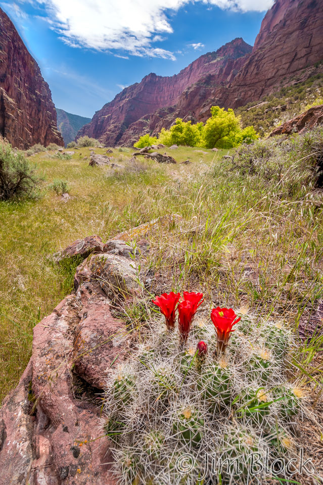 ED419 Claret Cup Cactus at Wade and Curtis