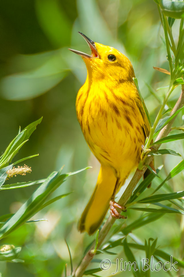 ED811K-Yellow-Warbler-Singing