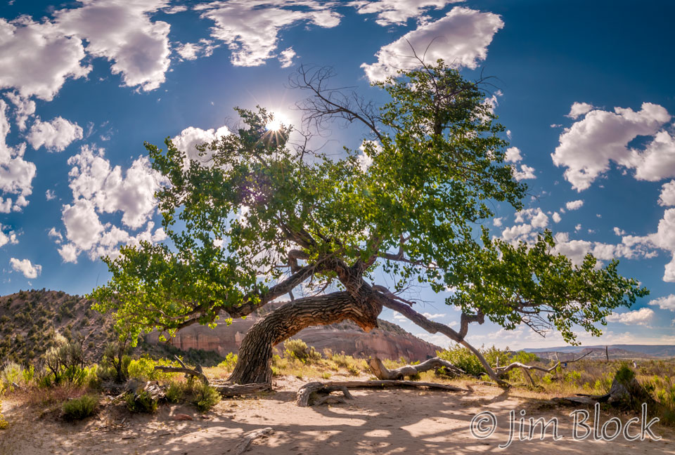 EE022--Big-Tree-on-Big-Island---Pan-(7)