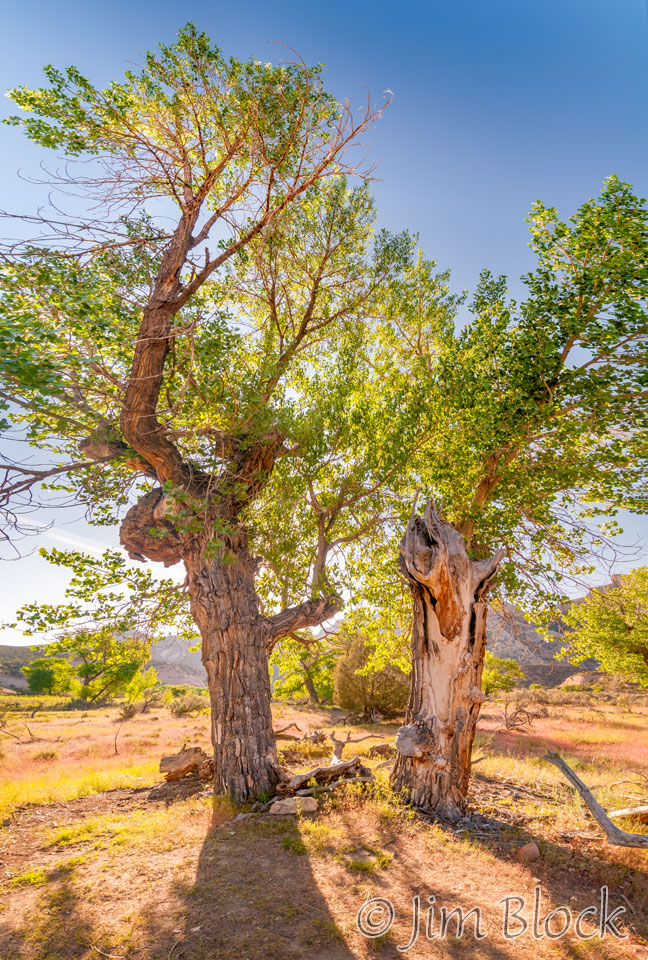 EE038--Tree-on-Big-Island-near-my-bed-spot------Pan-(7)