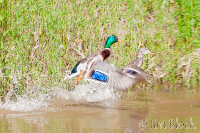 EE053--Mallards-Launching---Pan-(2)