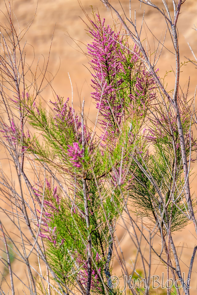 EE055-Tamarisk---Pan-(2)