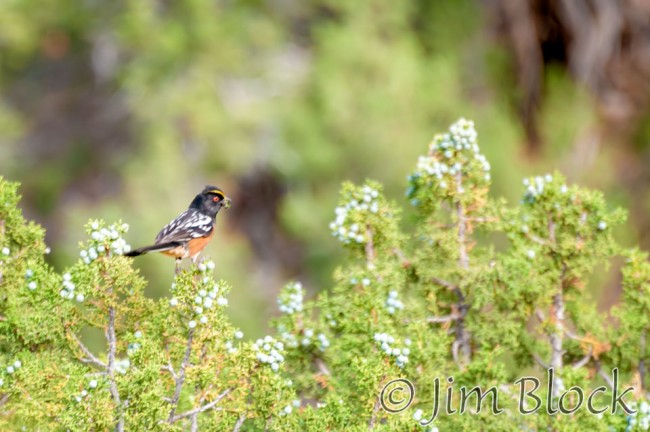 EE483--Spotted-Towhee