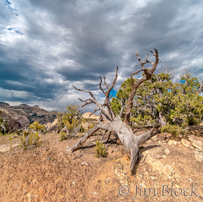 EE489-Dead-tree-near-Wagon-Wheel-Point----Pan-(2)