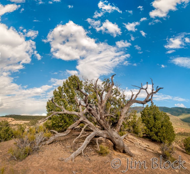 EE512-Dead-tree-near-Wagon-Wheel-Point---crop