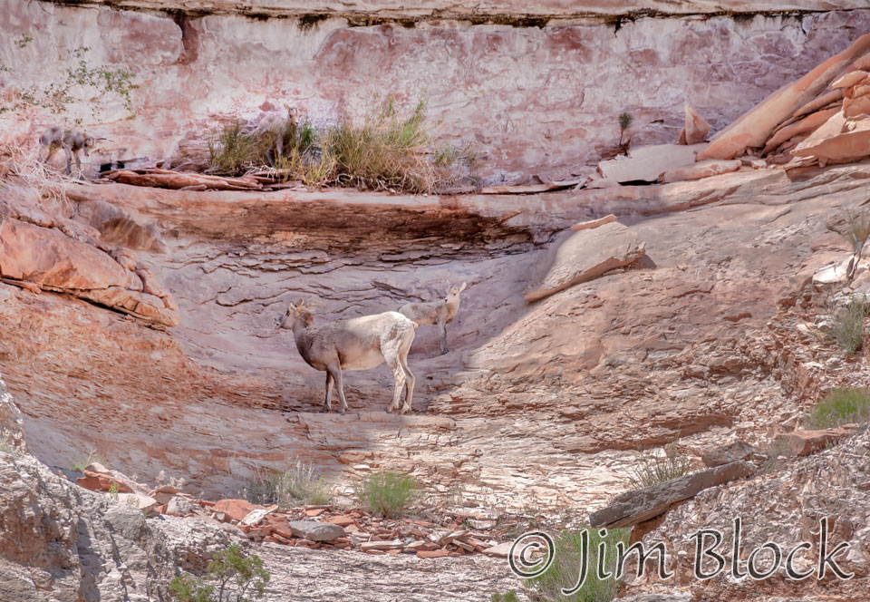 EE636--Big-Horn-Sheep-with-young----Merge-(2)