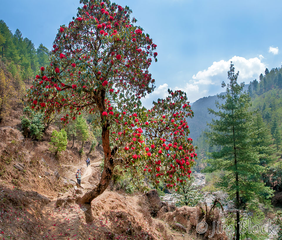 NPL-51447-Rhododendron-on-the-trail-to-Shivalaya--Pan-(3)