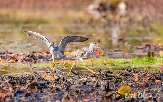 EF823--Pair-of-Yellowlegs