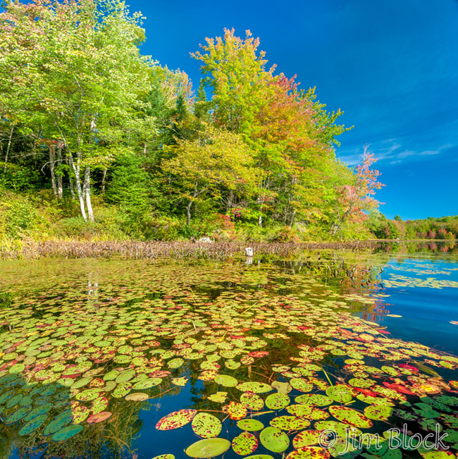 EF829--Lilypads-and-Blue-Sky-at-McDaniels----Pan-(3)