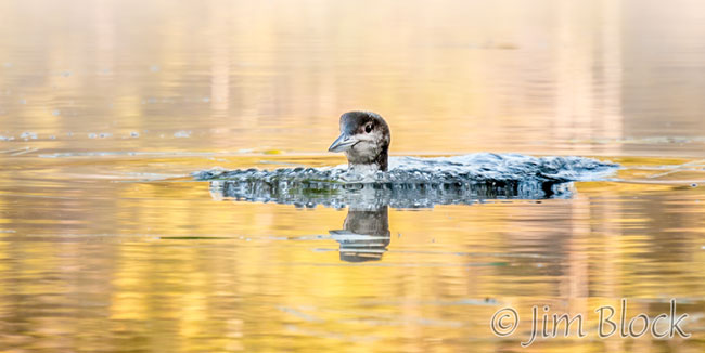 EF885H-Loon-Chick-with-bow-wake