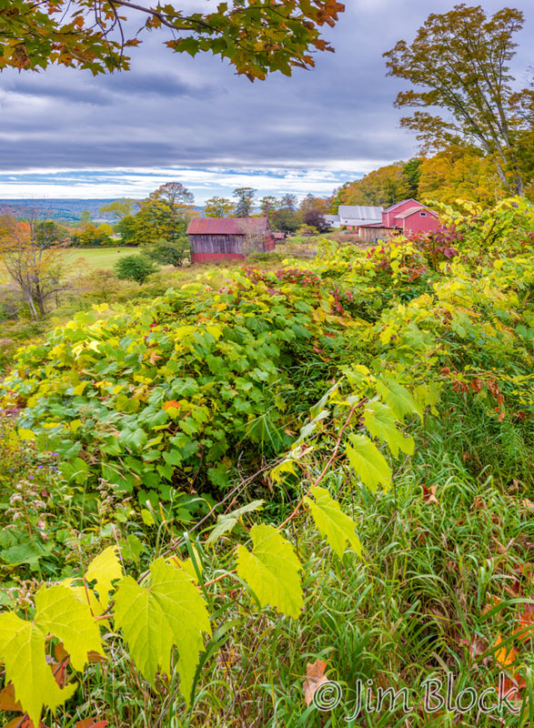 EG048--Farm-next-door----Pan-(5)