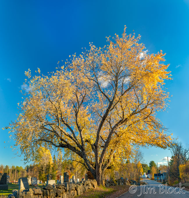EG349--Yellow-Tree-in-Danbury---Pan-(3)
