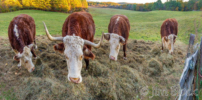 EG355--Cattle-Eating---Pan-(4)