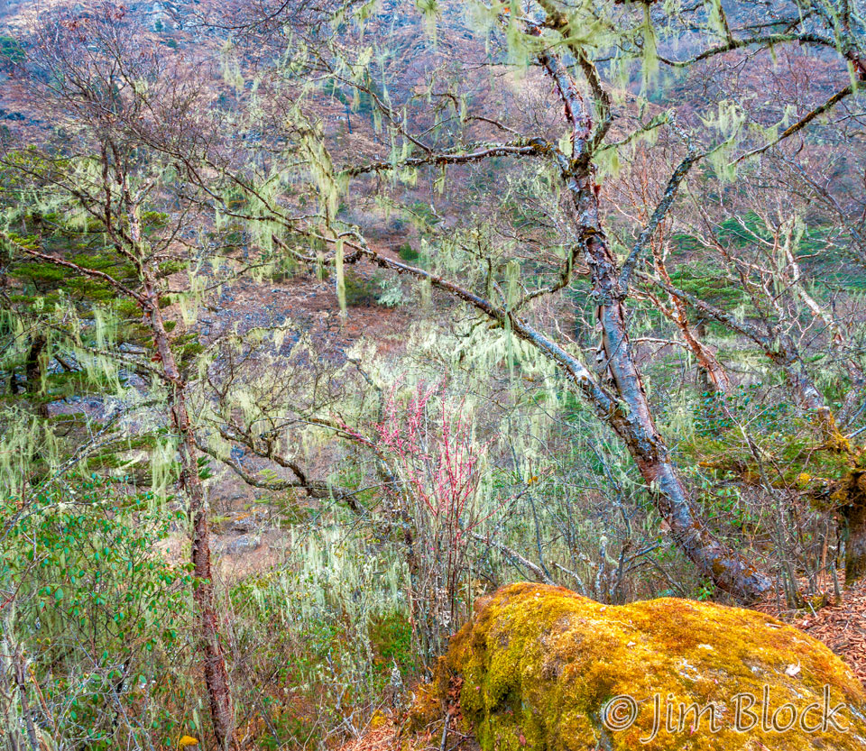 BHU-8956--Trees-above-Paro-River-at-Thangthankga----Pan-(2)