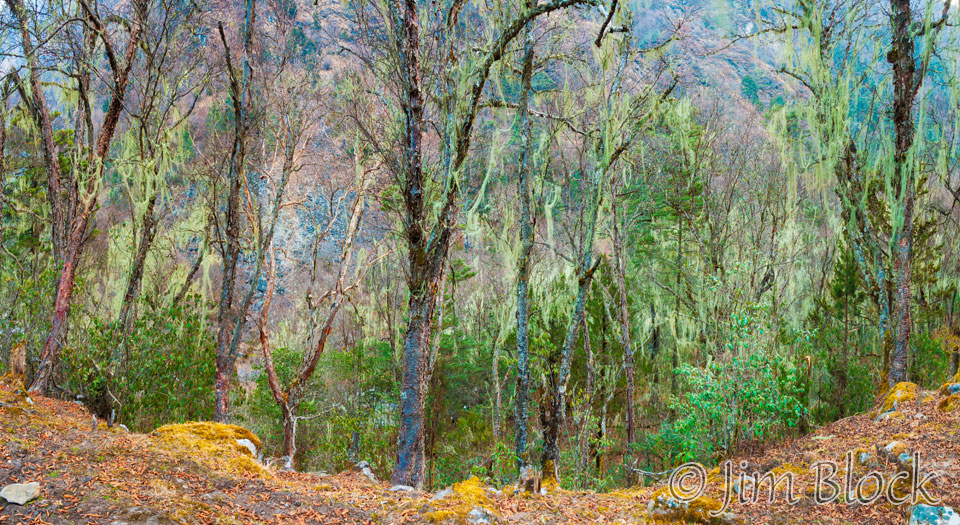 BHU-8958--Trees-above-Paro-River-at-Thangthankga----Pan-(5)