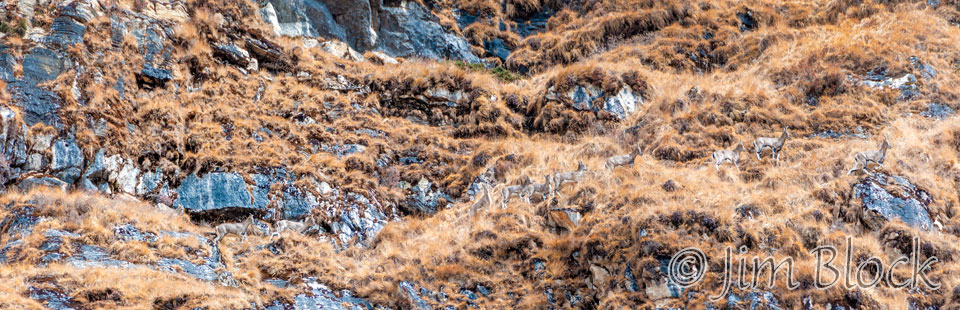 BHU-9435---Blue-Sheep-departing----Pan-(7)